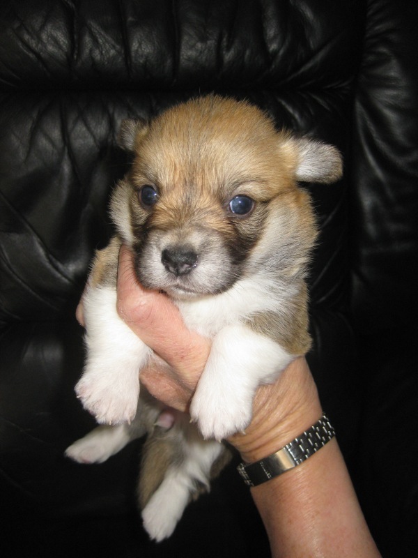 Puppies